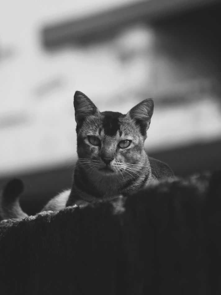 Die Katze